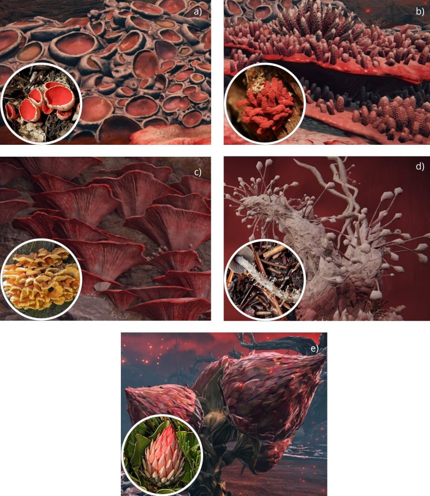 Elden Ring : Scarlet rot ในมุมมองของชีววิทยา 5 Elden Ring : Scarlet rot ในมุมมองของชีววิทยา