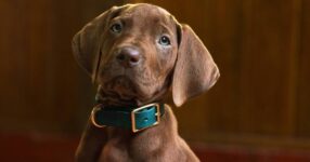Netflix เปิดตัวนักแสดงสุดน่ารักกับน้องสุนัขที่รับบท Scooby-Doo Origins ฉบับคนแสดง