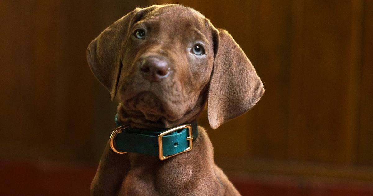 Netflix เปิดตัวนักแสดงสุดน่ารักกับน้องสุนัขที่รับบท Scooby-Doo Origins ฉบับคนแสดง