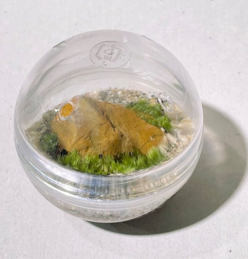 สร้างสวนเล็ก ๆ แบบสุ่มไปกับ Gashapon Terrarium 4 Gashapon Terrarium
